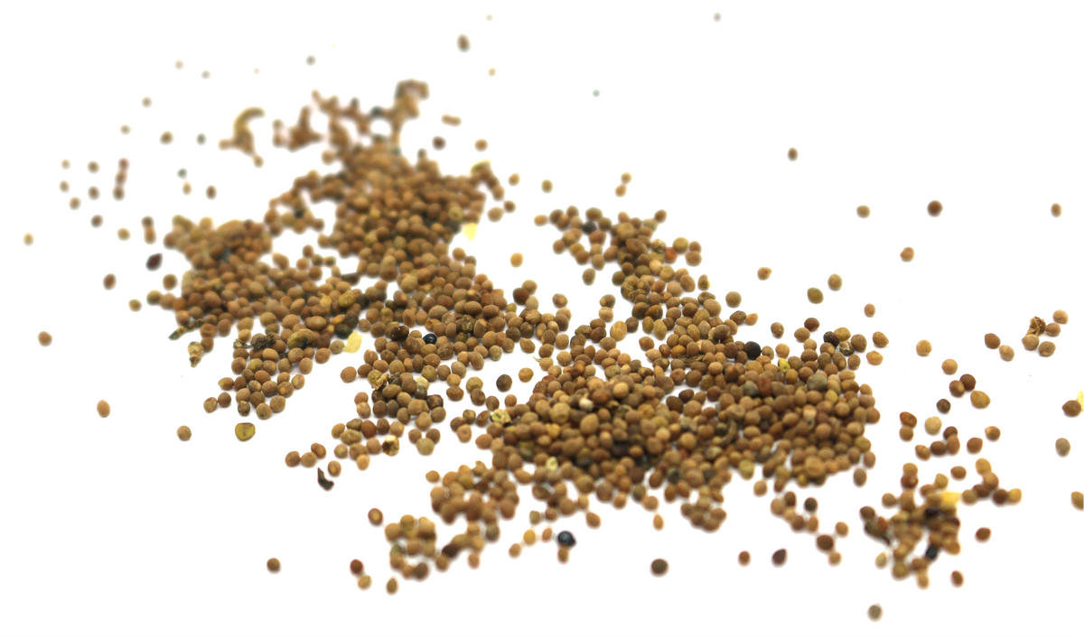 Dodder Seed – Balance Brew
